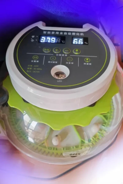 Incubadora de 8 Huevos